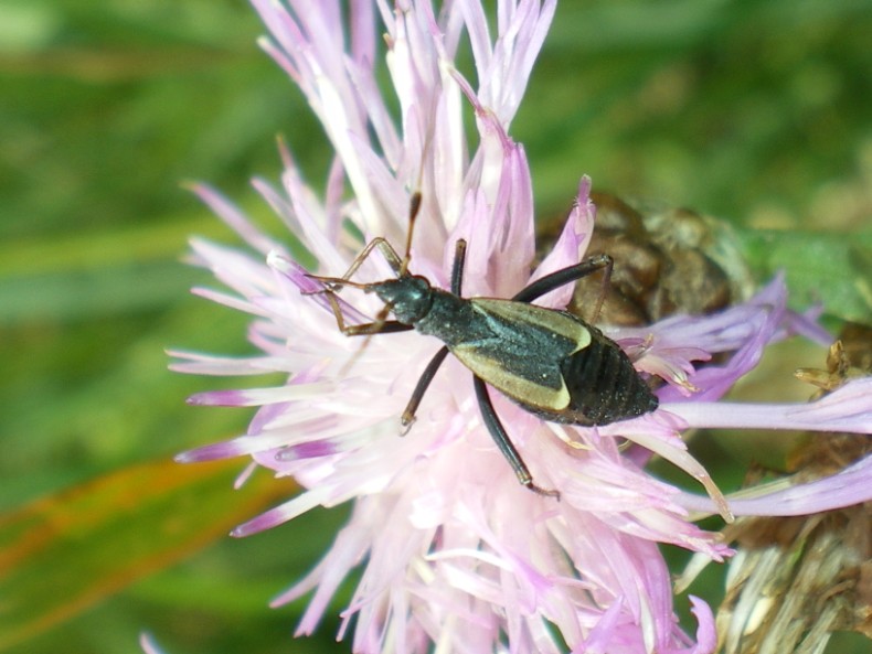 Miridae: Aphanosoma italicum di Montelago (Macerata)